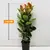 ფიკუსი Ficus Elastica Shriveriana 110 სმ