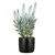 Горшок керамический цветочный Scheurich 900/24 Ebano 24x21.6 см