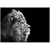სურათი შუშაზე Styler Lion GL104 70X100 სმ