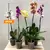 ორქიდეა Phalaenopsis mix 60 სმ