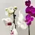 ორქიდეა Phalaenopsis mix 60 სმ