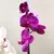 ორქიდეა Phalaenopsis mix 60 სმ