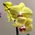 ორქიდეა Phalaenopsis mix 60 სმ