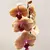 ორქიდეა Phalaenopsis mix 60 სმ