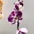 ორქიდეა Phalaenopsis mix 60 სმ