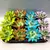 ეხევერია Echeveria agavoides Miranda coloured festival mix