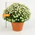 Хризантема Chrysanthemum Jasoda mixed Scandinavië mix 28 см