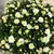 Хризантема Chrysanthemum Jasoda mixed Scandinavië mix 28 см