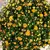 Хризантема Chrysanthemum Jasoda mixed Scandinavië mix 28 см