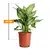 დიფენბახია Dieffenbachia mixed Purify Camilla/Compacta 25 სმ