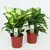 დიფენბახია Dieffenbachia mixed Purify Camilla/Compacta 25 სმ