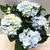 ჰორტენზია Ankong blue 35 სმ