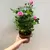 ვარდი Rosa Beau Monde Artistique mixed 24 სმ