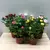 ვარდი Rosa Beau Monde Artistique mixed 24 სმ