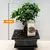 ბონსაი Bonsai Carmona 15 სმ