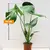 მონსტერა Monstera deliciosa in Delft Blue keramiek 45 სმ