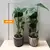 მონსტერა Monstera deliciosa in Delft Blue keramiek 45 სმ