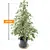 ფიკუსი Ficus Ben mixed 3 species forever green mix 90 სმ