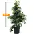 ფიკუსი Ficus Ben mixed 3 species forever green mix 90 სმ