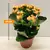 კალანხოე Kalanchoe blossfeldiana - Rosalina mix 20 სმ
