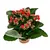 კალანხოე Kalanchoe blossfeldiana - Rosalina mix 20 სმ