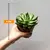 Echeveria agavoides red tips 505/10