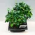 ბონსაი Bonsai Carmona 15 სმ