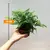 Атириум Athyrium spicatum 508/20