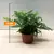 Атириум Athyrium spicatum 508/20