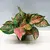 აგლაონემა Aglaonema Crimson Love 20 სმ