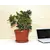 Flower Pot with a stand TERRA 36x27 (terracotta)