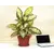 Flower Pot with a stand TERRA 36x27 (terracotta)