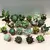 Succulenten several mix 505/8