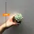 Succulenten several mix 505/8