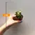 Succulenten several mix 505/8