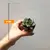 Succulenten several mix 505/8