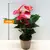 Антуриум Andreanum Grp mixed 40 см