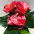 Антуриум Andreanum Grp mixed 40 см