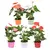 Антуриум Andreanum Grp mixed 40 см