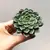 Succulenten several Graptopetalum Vega 505/8