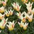 Bulb BUD HBM Tulipa Johann Strauss 10/11 2 pc