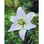 Bulb BES HBM Lilium Navona 10/12 2 pcs