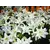 Bulb BES HBM Lilium Navona 10/12 2 pcs