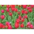 Bulb BES HBM Tulipa Ile de France 10/11 5 pcs
