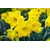 მცენარე ბოლქვიანი BES Narcissus Dutch Master 5 ც
