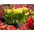მცენარე ბოლქვიანი BES Narcissus Dutch Master 5 ც