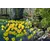 მცენარე ბოლქვიანი BES Narcissus Dutch Master 5 ც