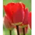 Bulb BES HBM Tulipa Fostery King 10/11 5 pcs