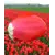 Bulb BES HBM Tulipa Fostery King 10/11 5 pcs