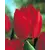 Bulb BES HBM Tulipa Arma 10/11 5 pcs